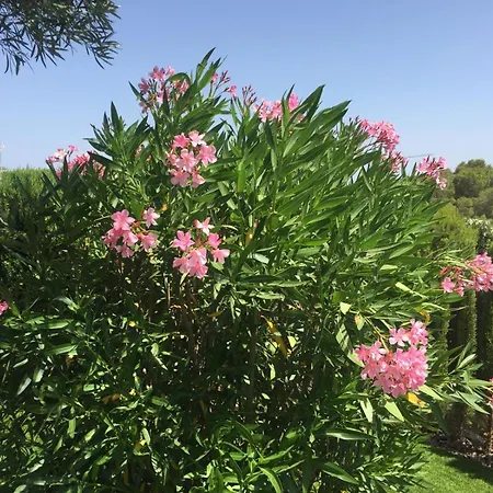 Colinas Ocho Dehesa de Campoamor (Orihuela Costa)
